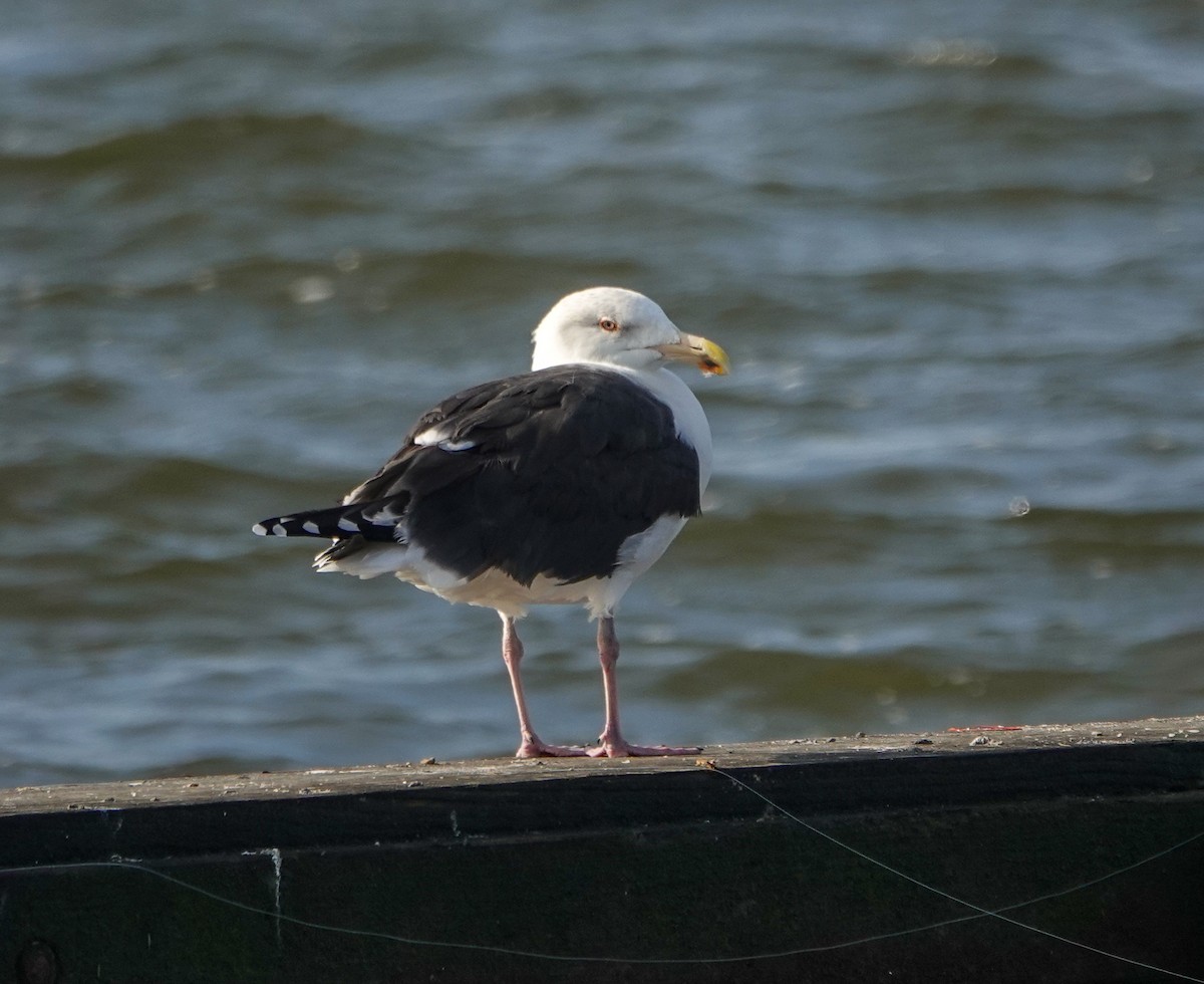 Kaio beltza - ML645893176