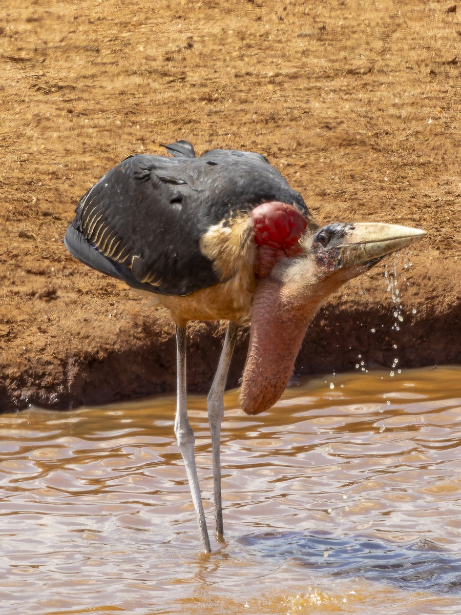 Marabu afrikarra - ML645893177