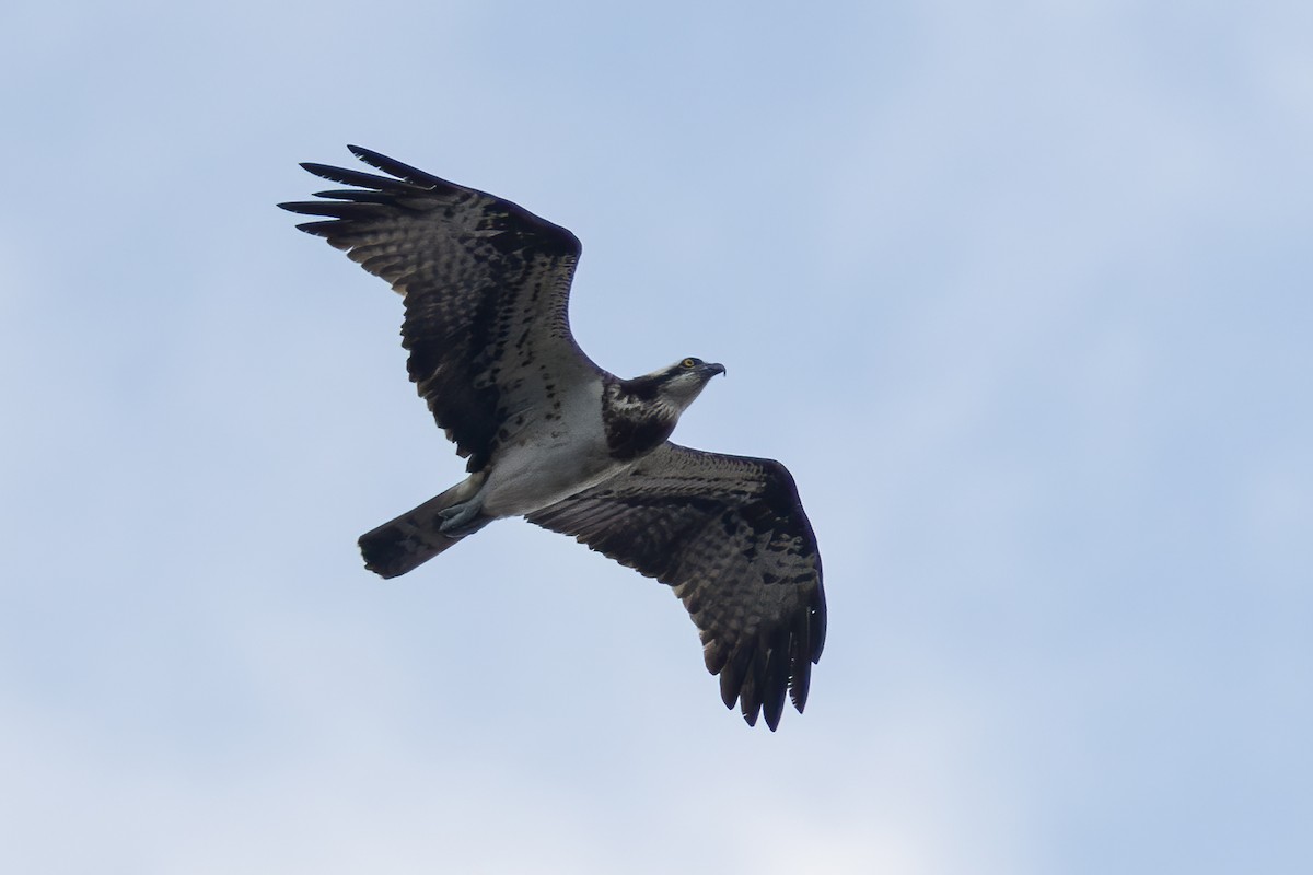 Arrano arrantzalea (haliaetus) - ML645893179