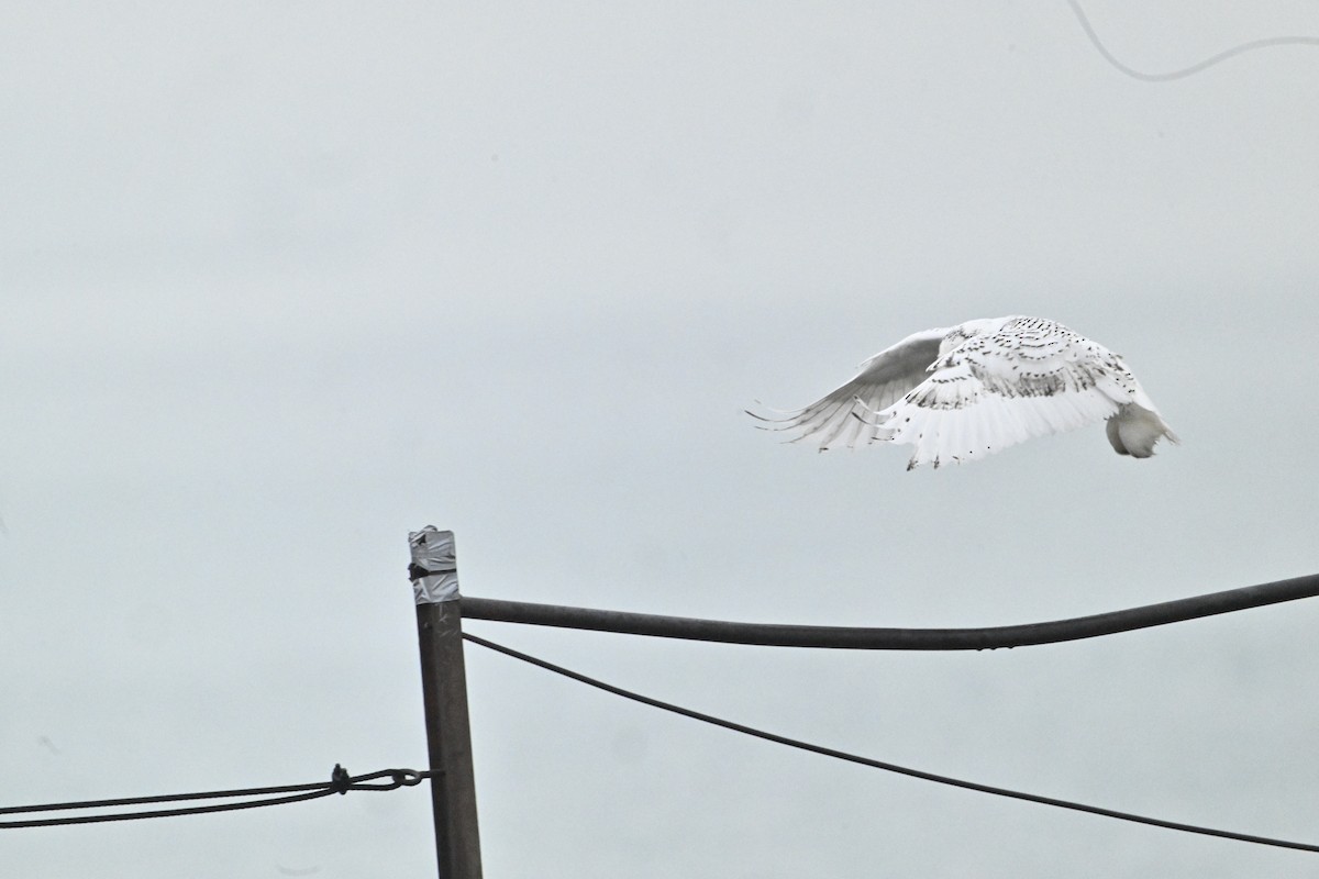 Elur-hontza - ML645893181