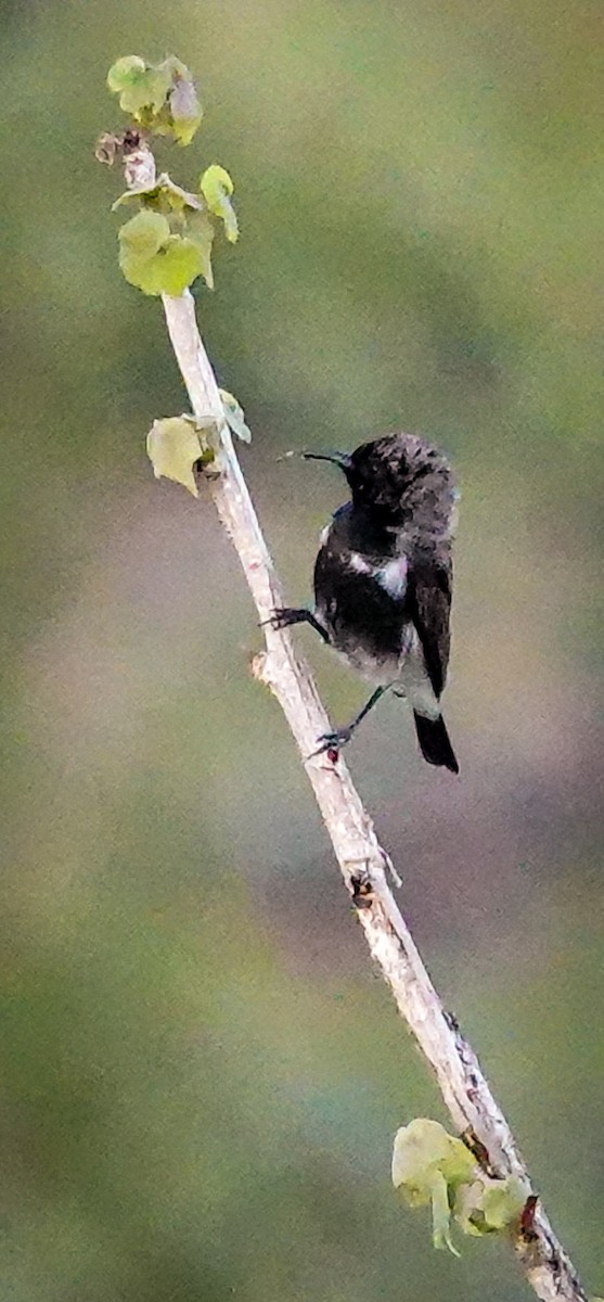 Dusky Sunbird - ML645893183