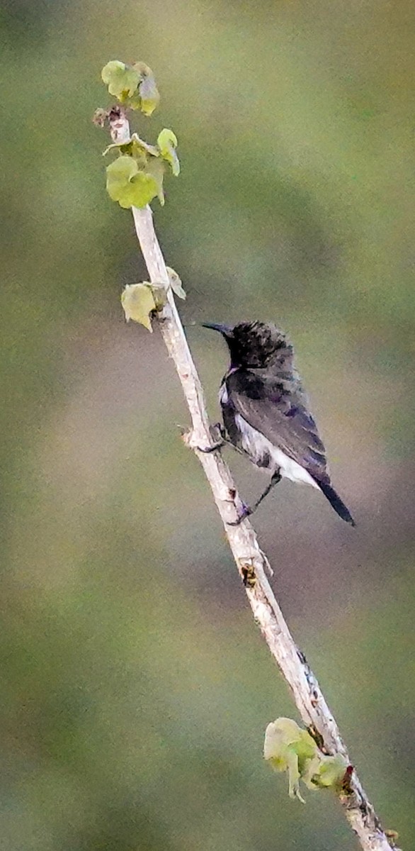 Dusky Sunbird - ML645893184