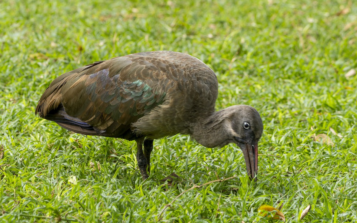 Hadada ibisa - ML645893187