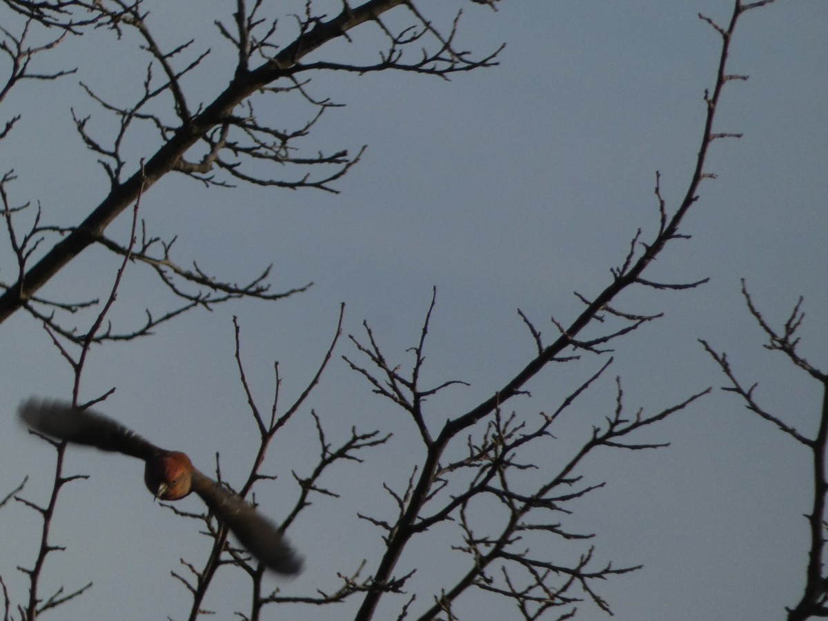 křivka obecná - ML645893200