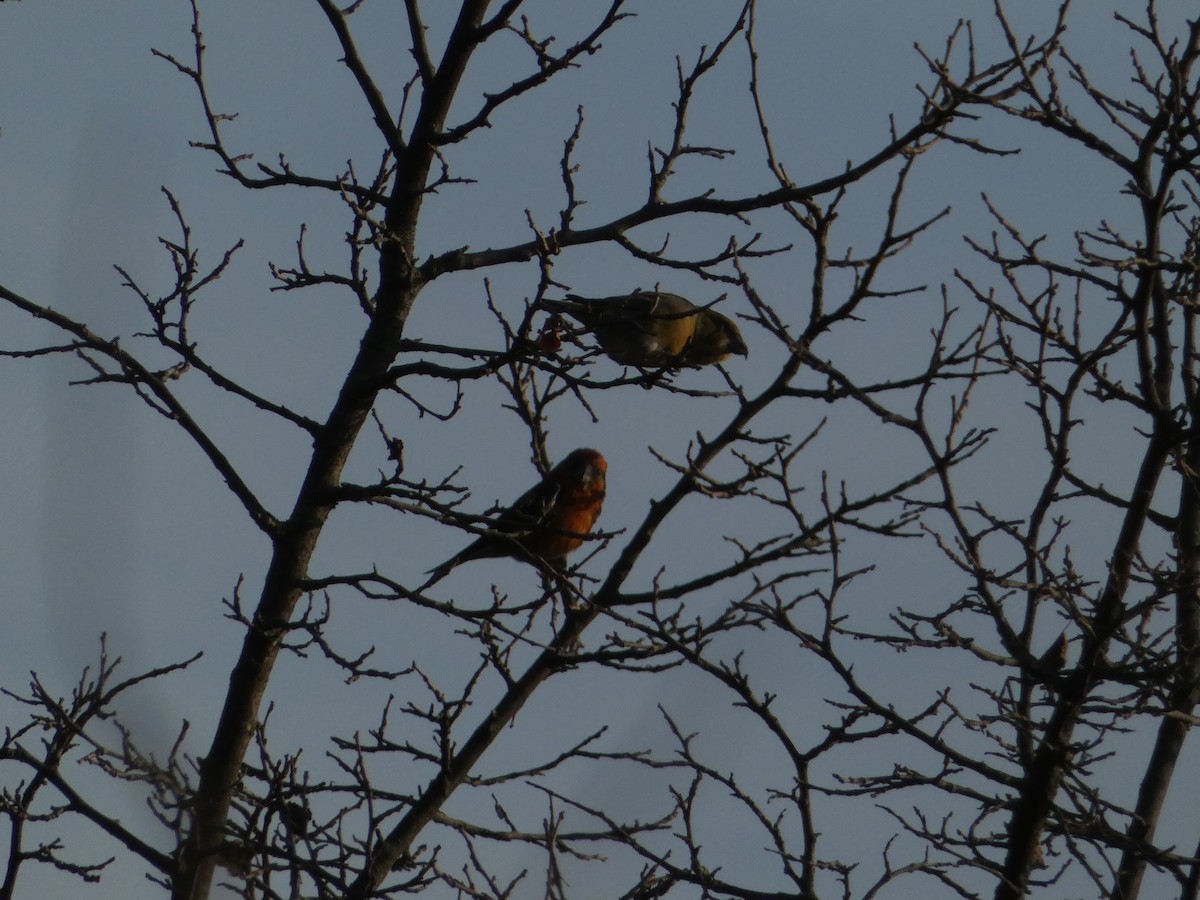 křivka obecná - ML645893201