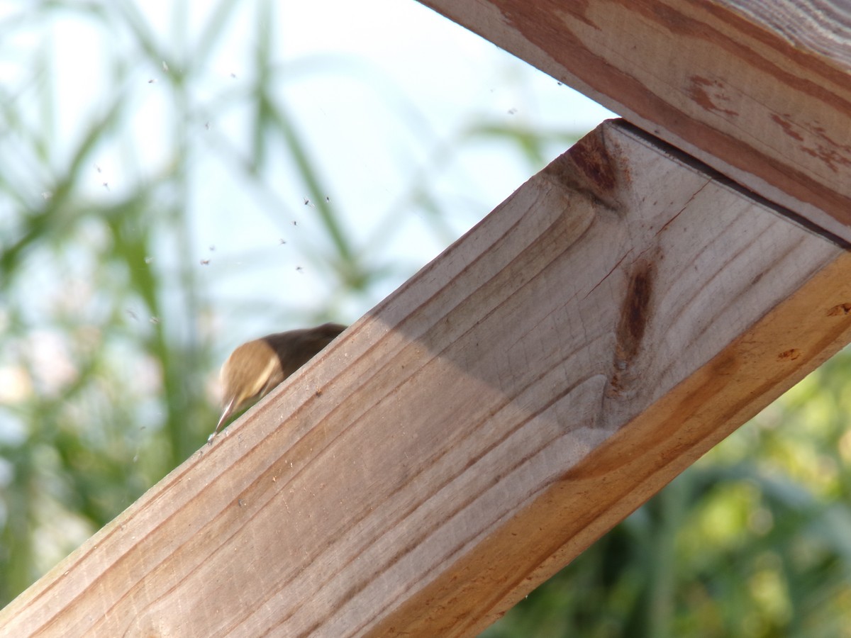 Palm Warbler - ML645893206