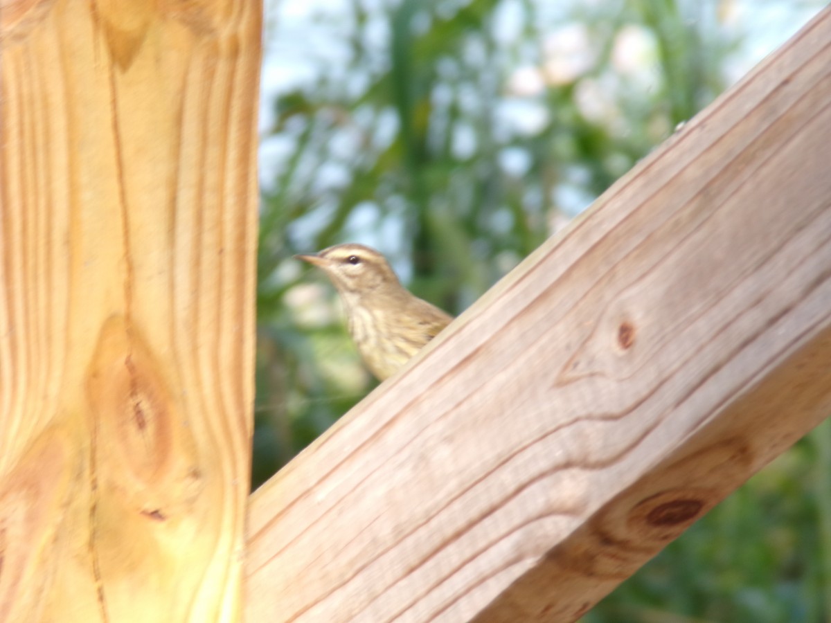 Palm Warbler - ML645893207
