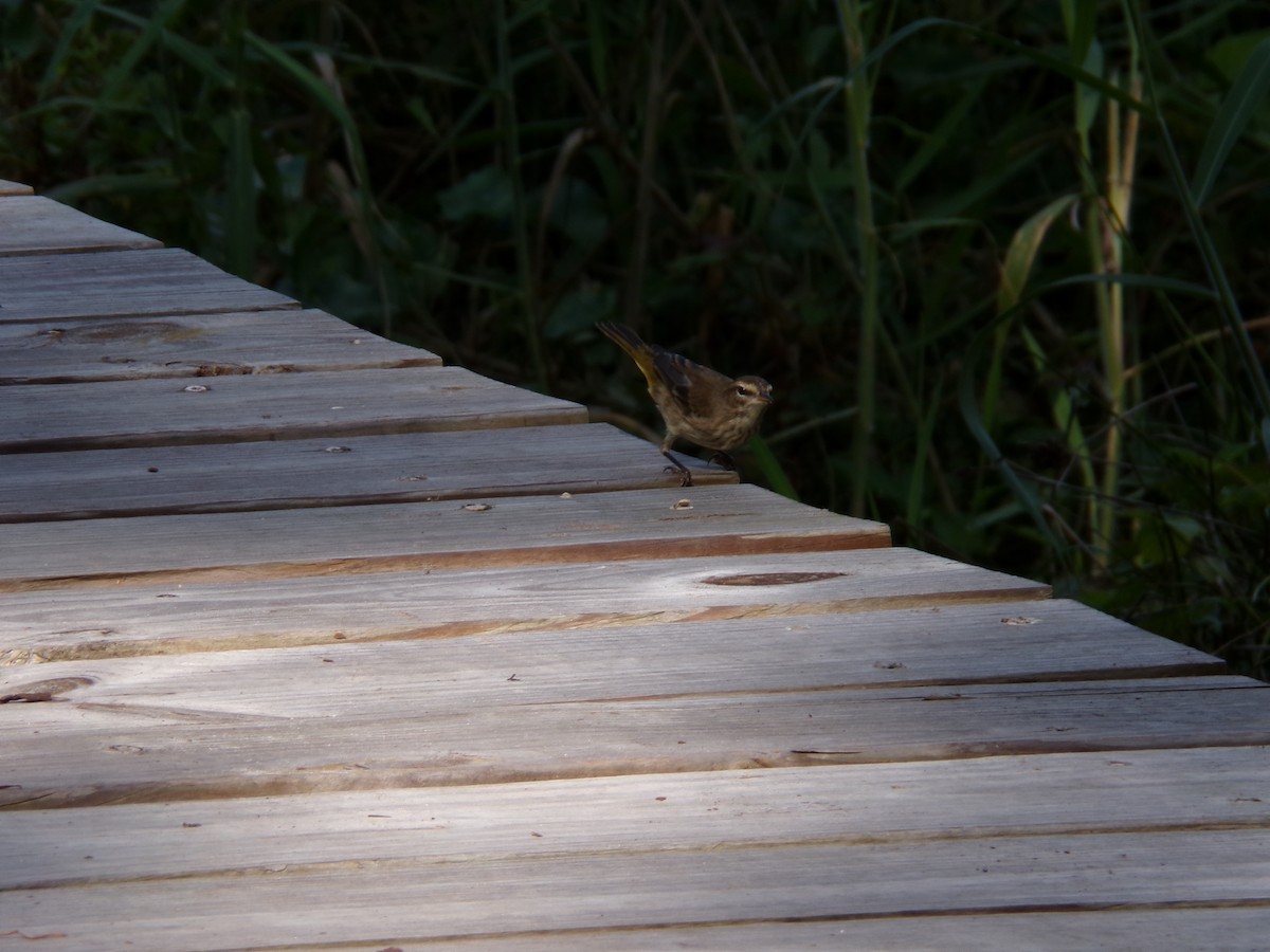 Palm Warbler - ML645893208