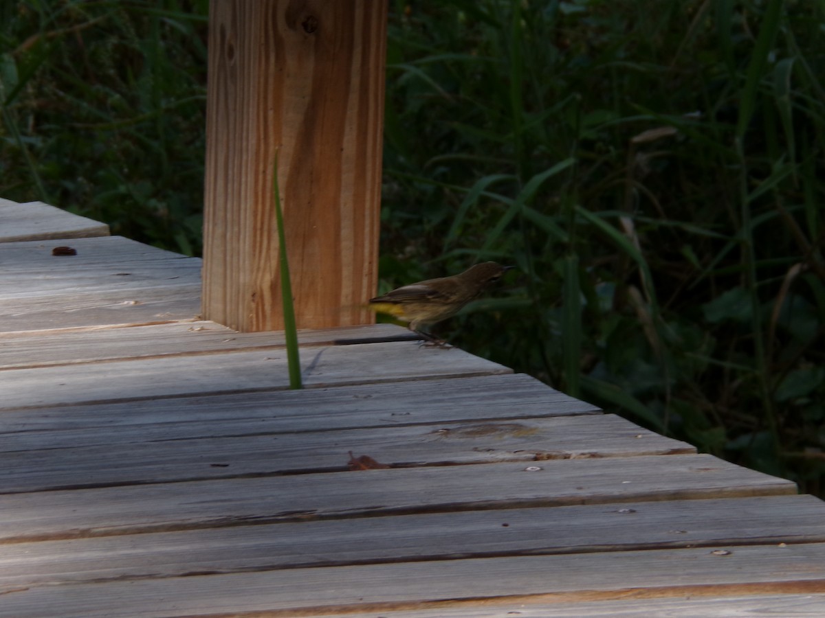 Palm Warbler - ML645893210