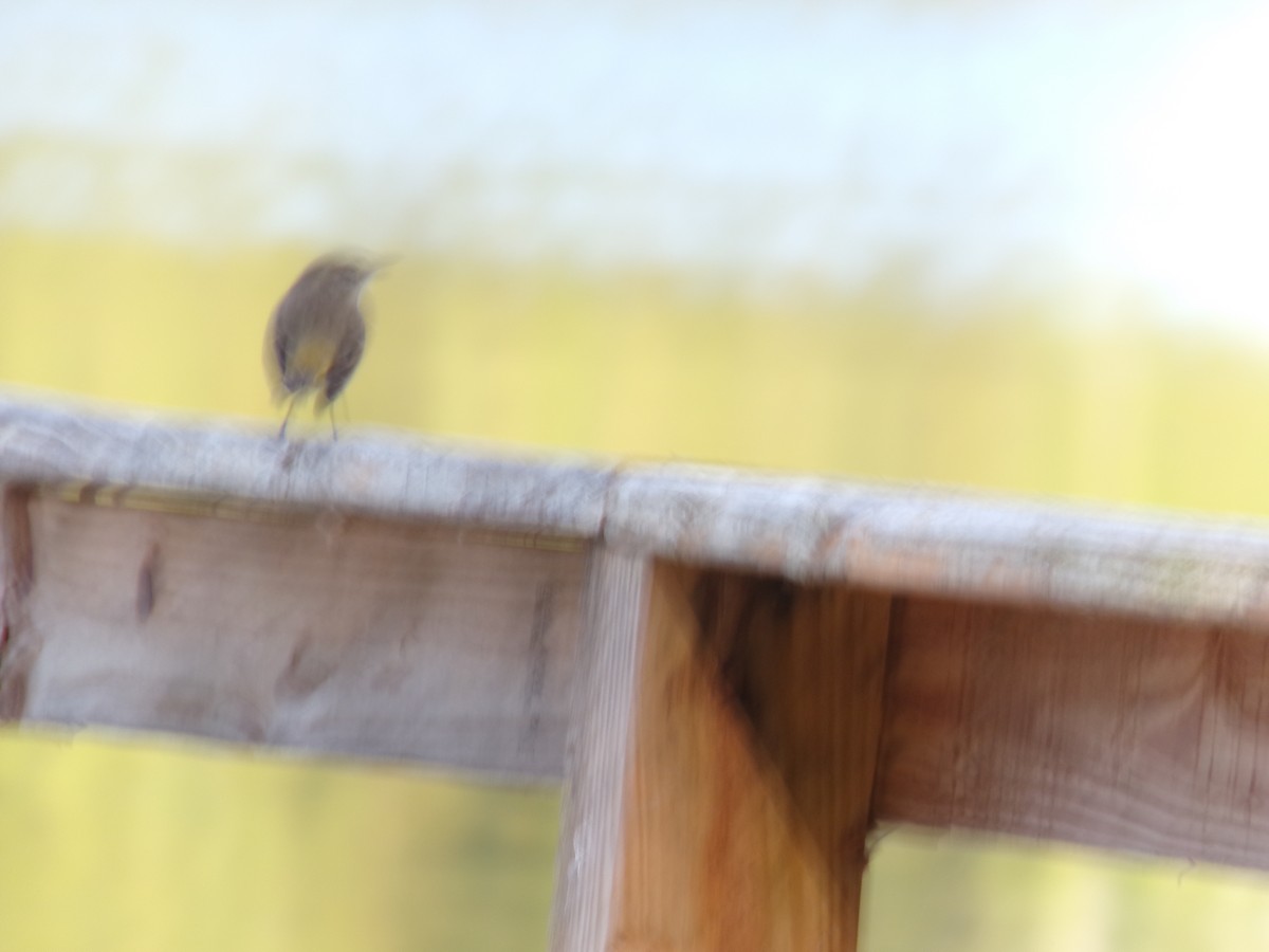 Palm Warbler - ML645893211