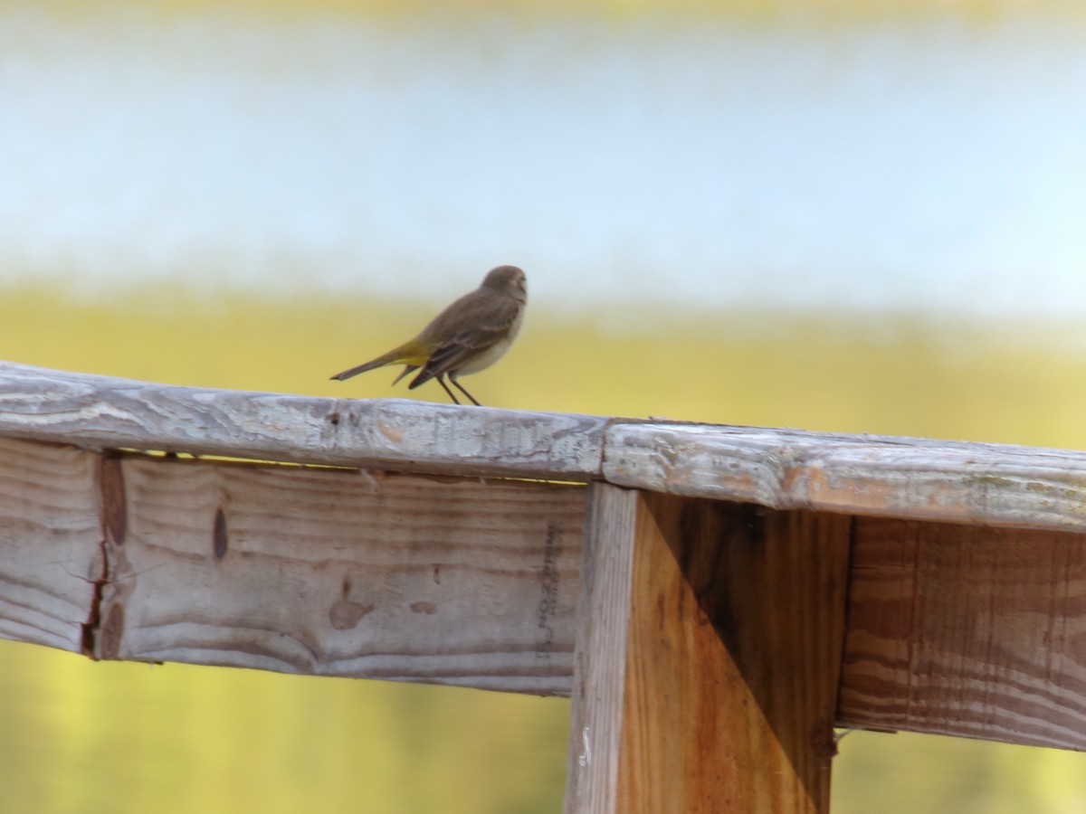 Palm Warbler - ML645893212