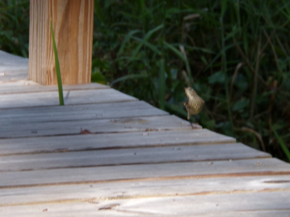 Palm Warbler - ML645893214