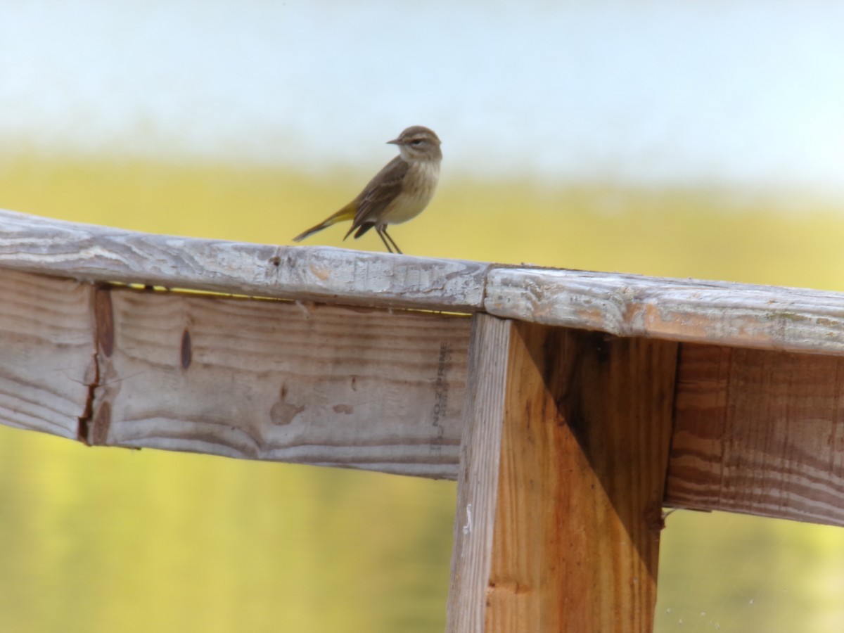 Palm Warbler - ML645893215