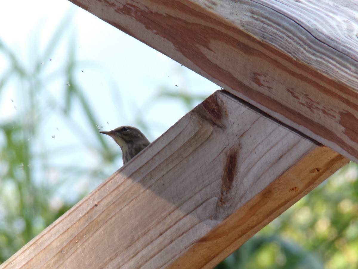 Palm Warbler - ML645893216