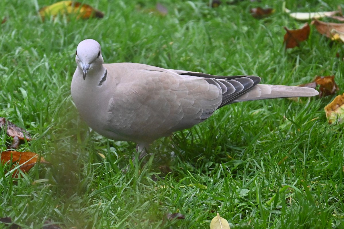 Eurasian Collared-Dove - ML645893218