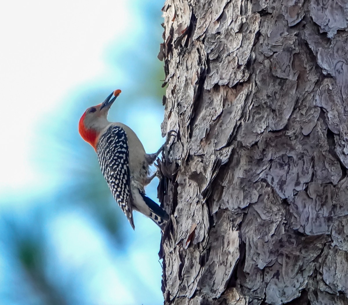 Red-bellied Woodpecker - ML645893222