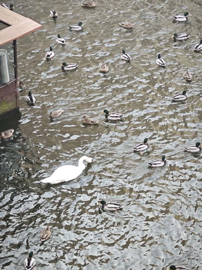 Лебідь-шипун - ML645893225