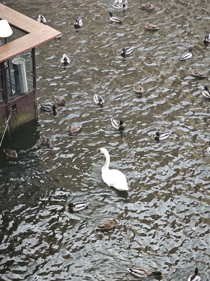 Лебідь-шипун - ML645893226