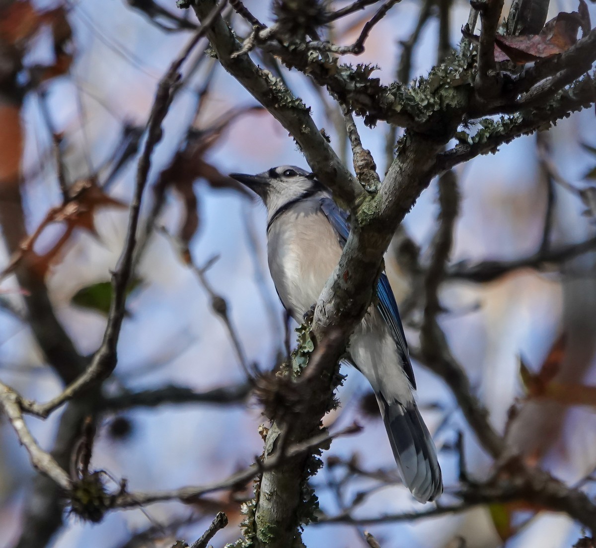 Blue Jay - ML645893227