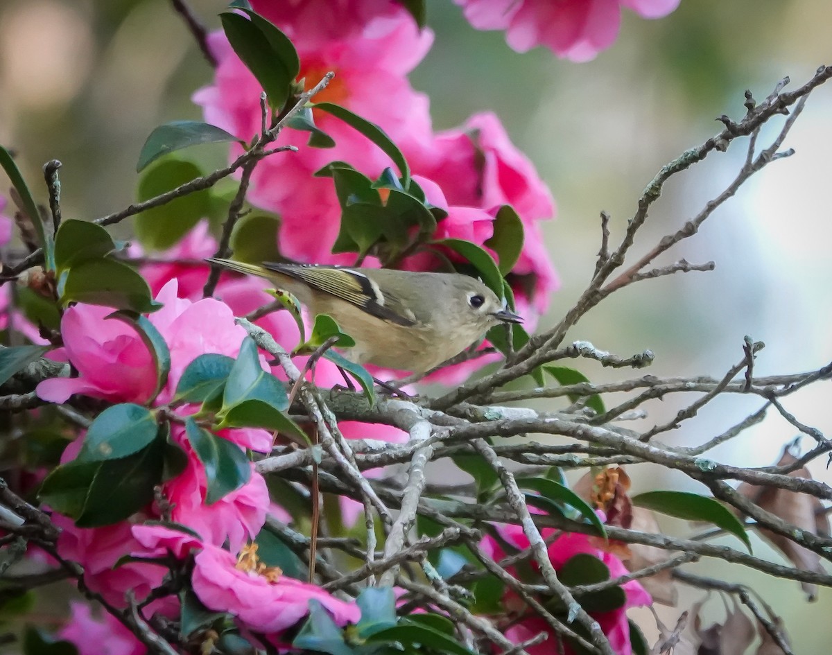 Ruby-crowned Kinglet - ML645893251