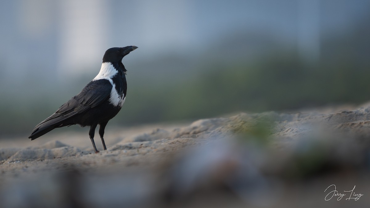 クビワガラス - ML645893252