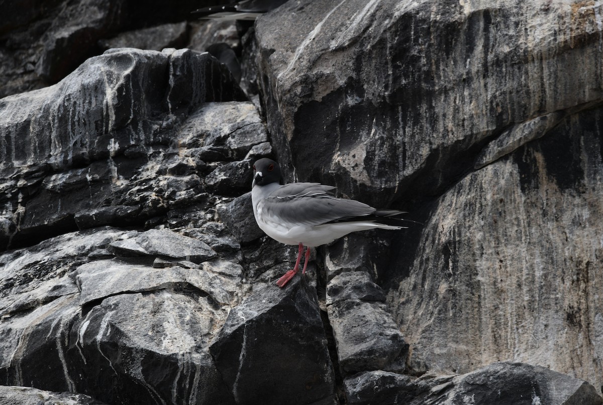 Swallow-tailed Gull - ML645893253