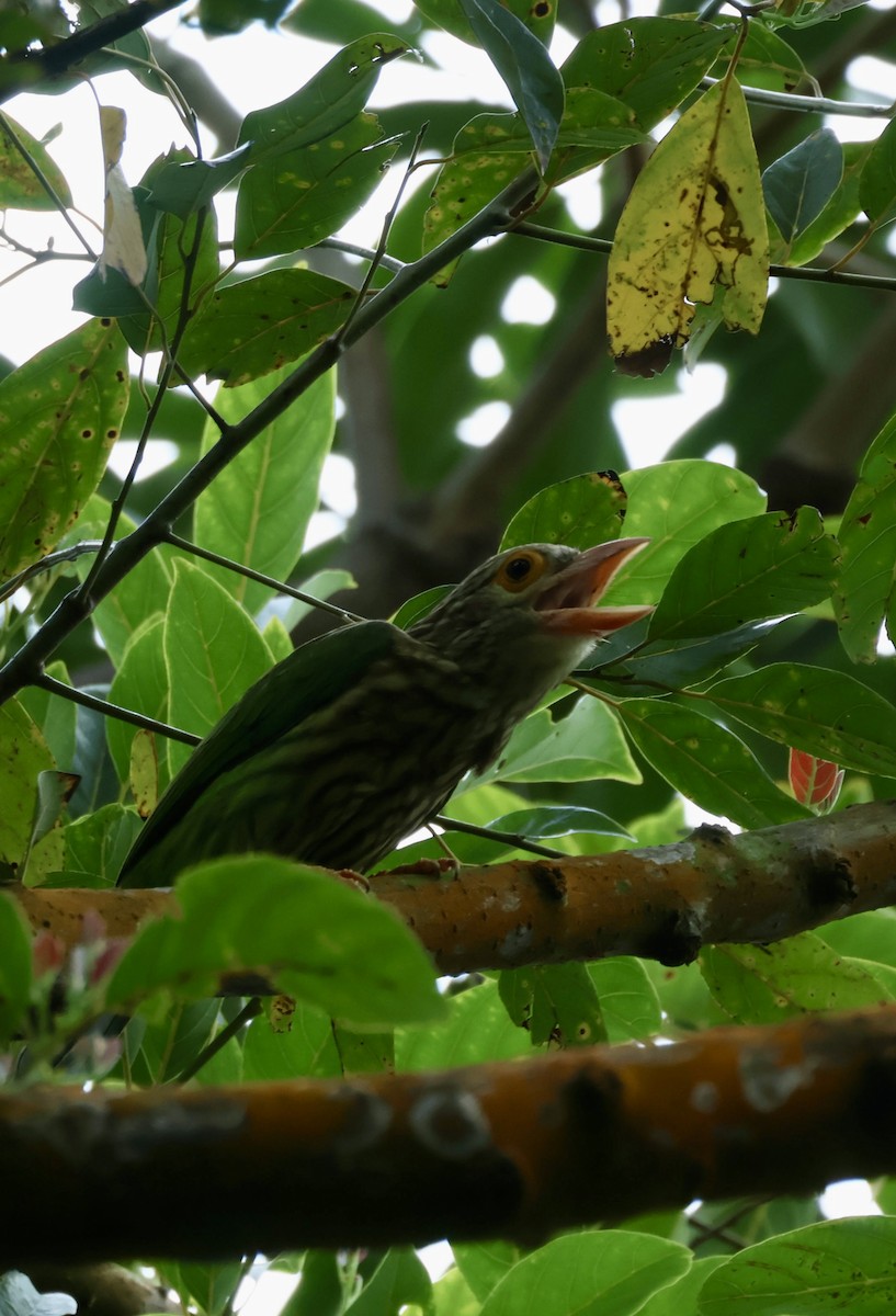 Lineated Barbet - ML645893257
