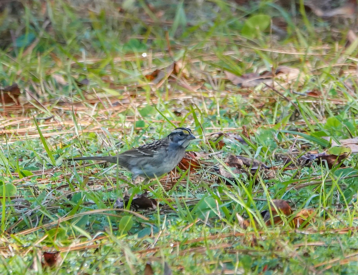 White-throated Sparrow - ML645893258
