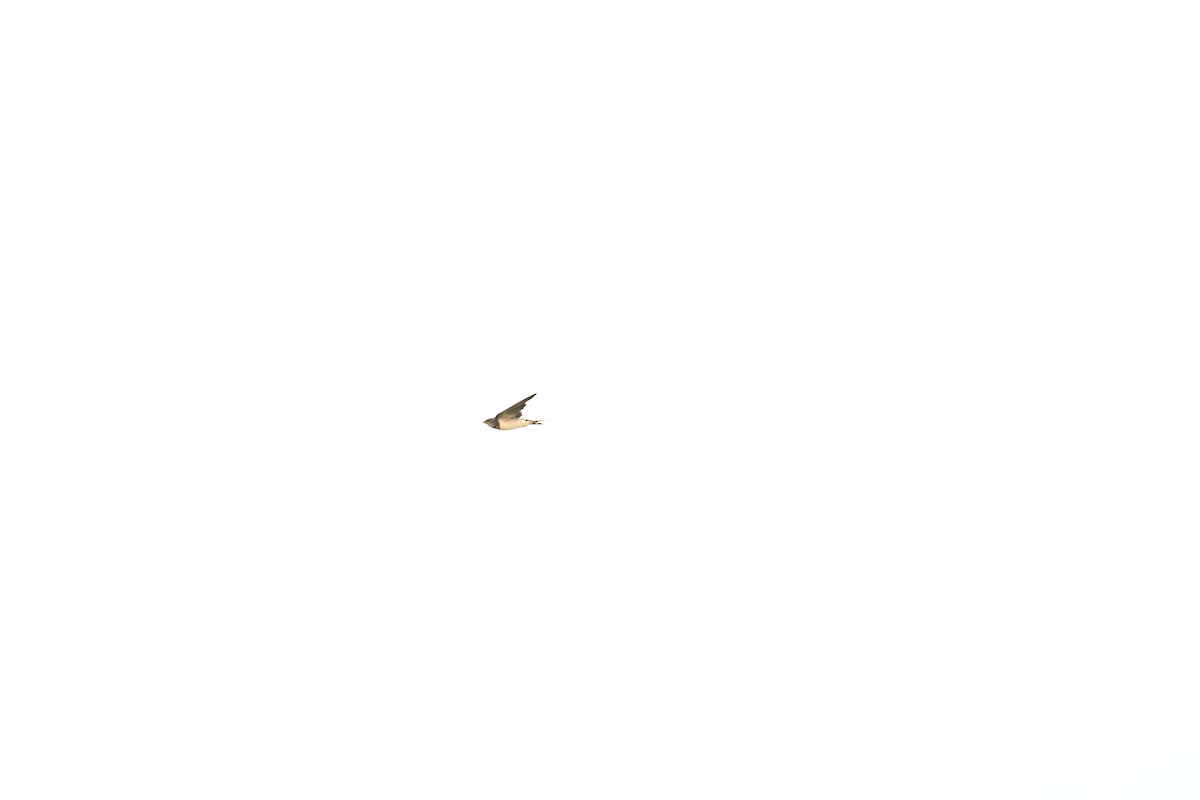 Ластівка сільська - ML645893260