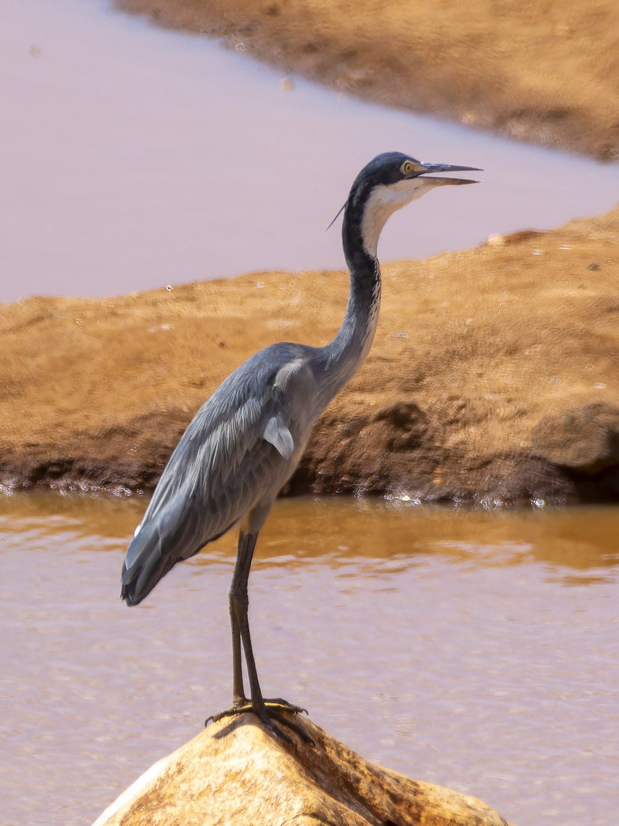 Héron mélanocéphale - ML645893261