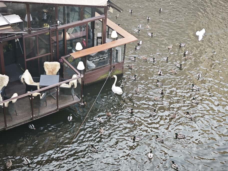 Лебідь-шипун - ML645893264