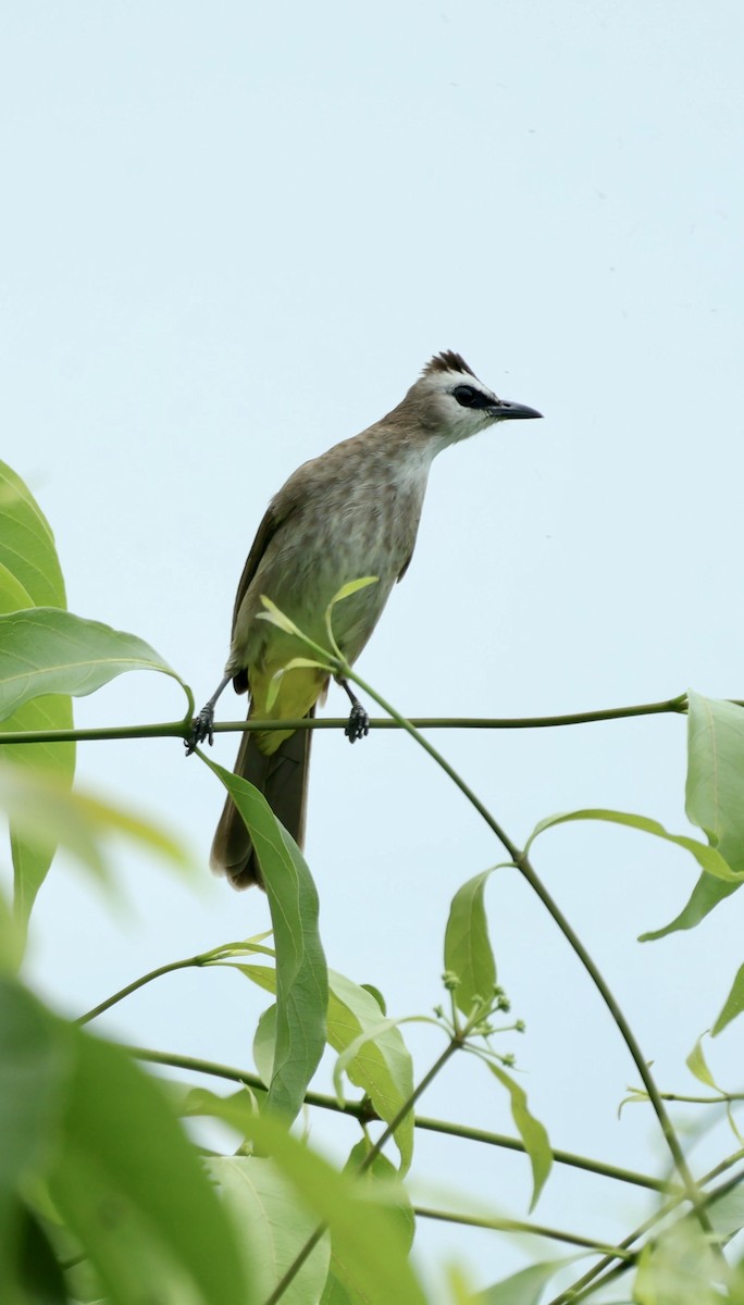 Yellow-vented Bulbul - ML645893266