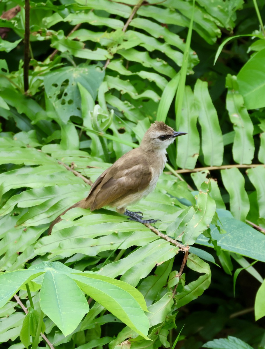 Yellow-vented Bulbul - ML645893267