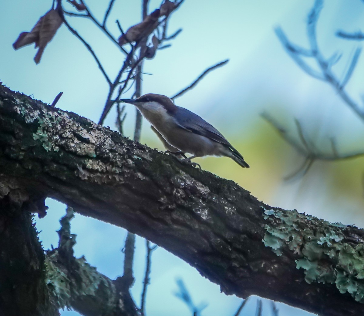 Brown-headed Nuthatch - ML645893268