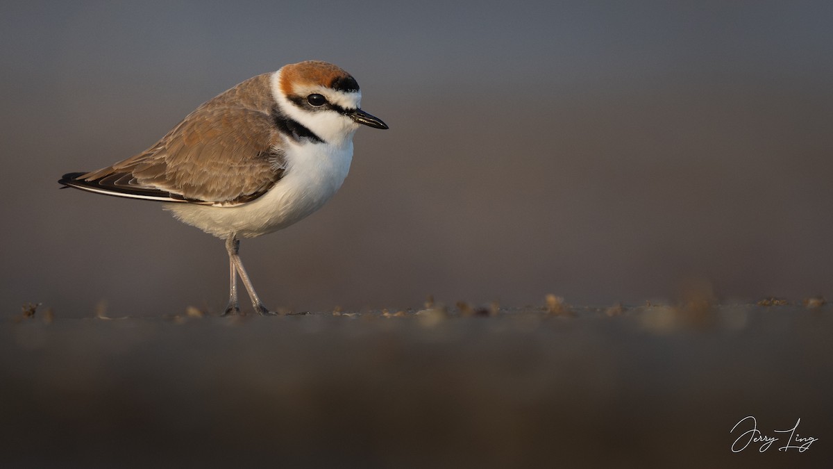 シロチドリ - ML645893274