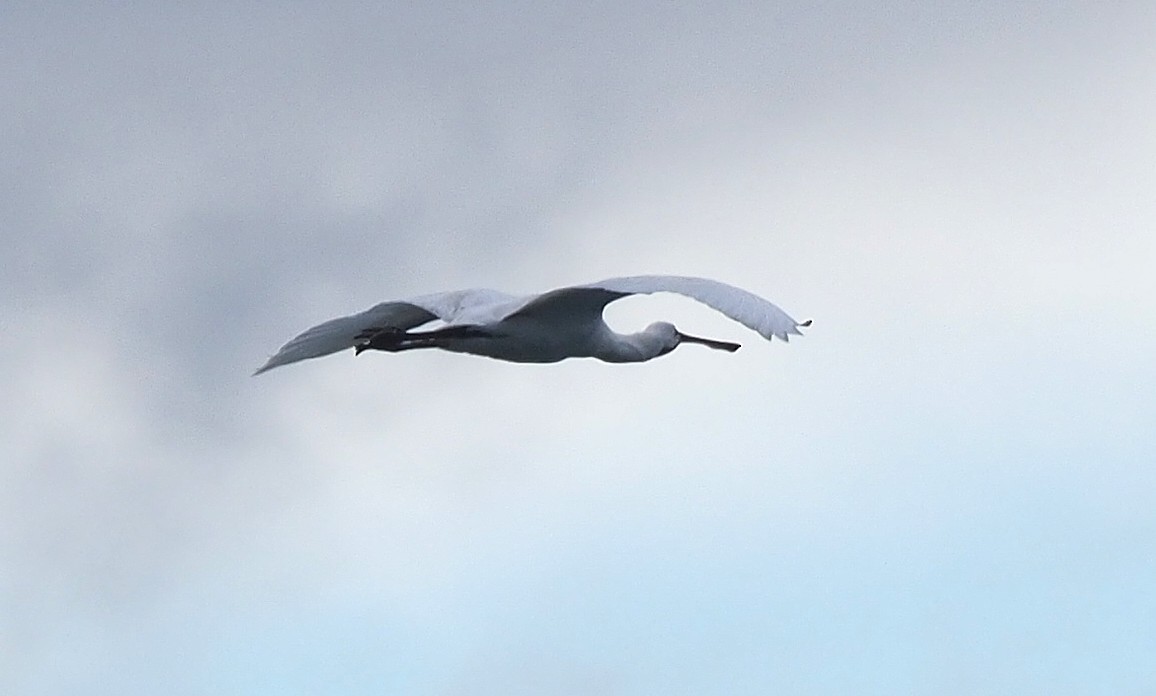 Eurasian Spoonbill - ML645893276