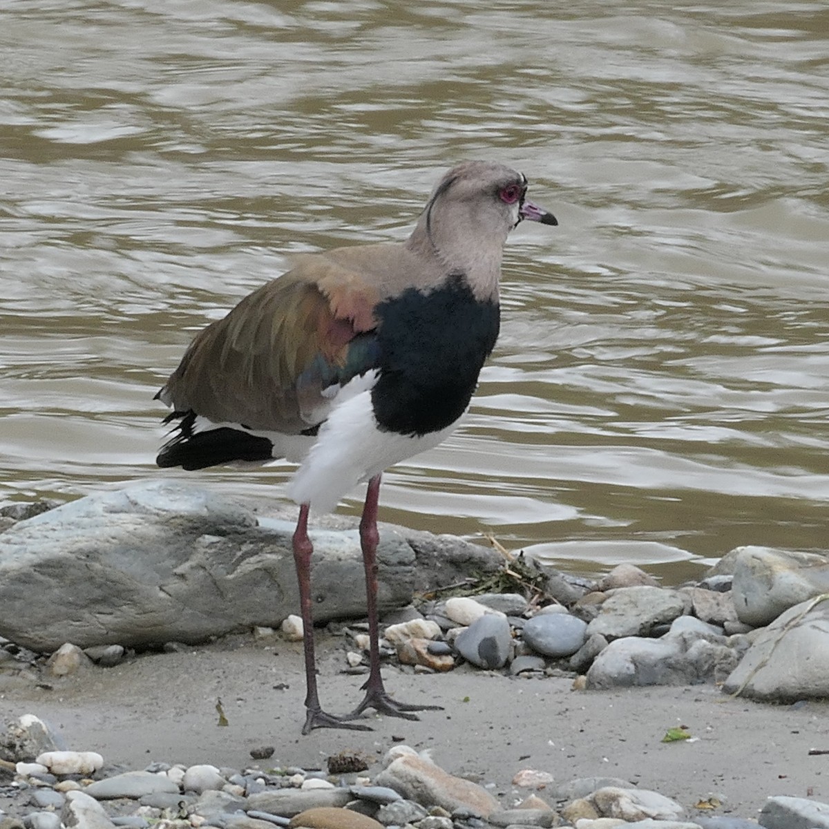 Southern Lapwing - ML645893277
