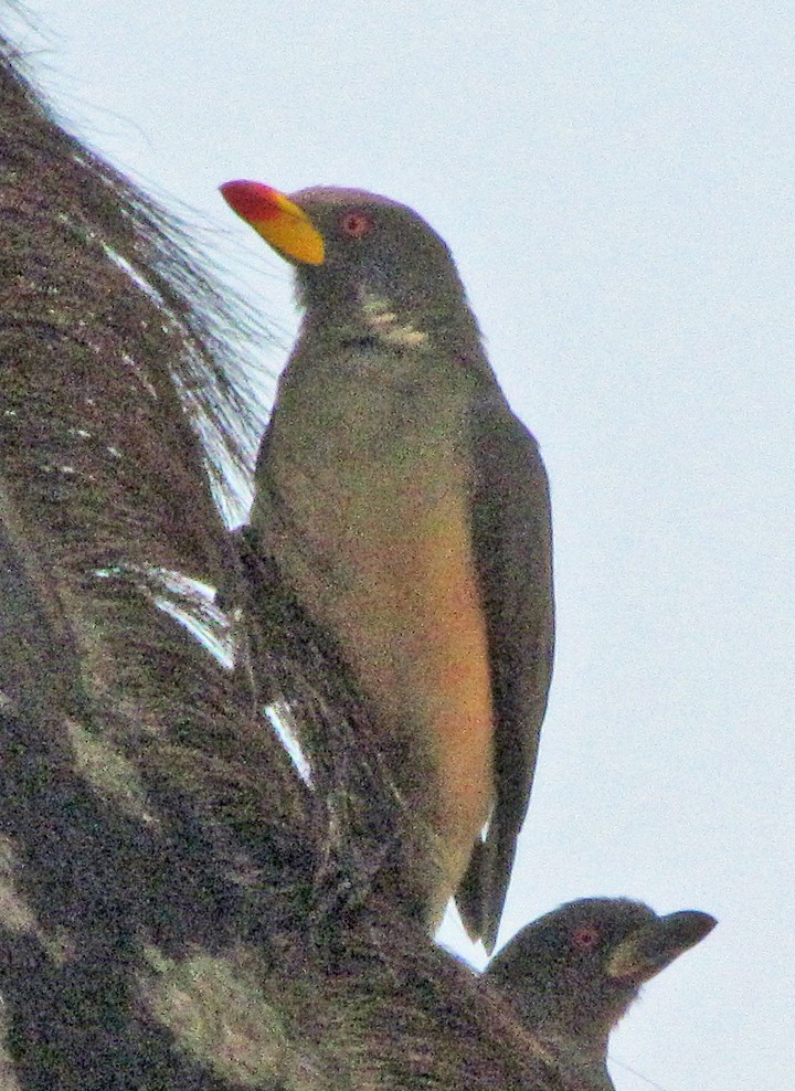 Yellow-billed Oxpecker - ML645893280