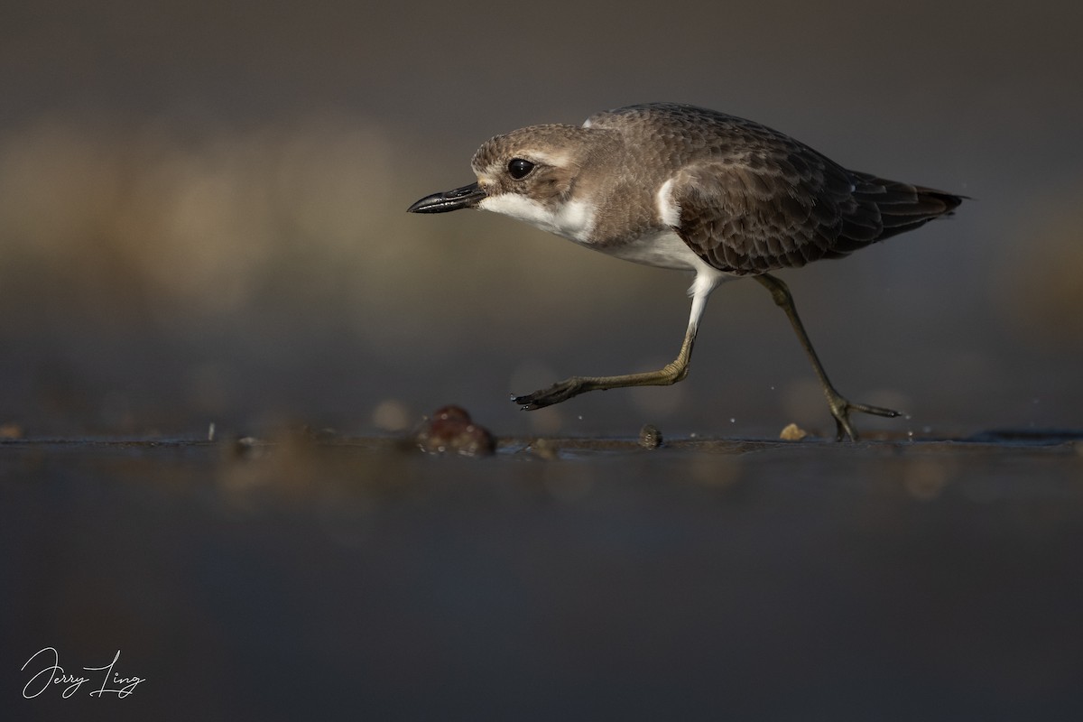 オオメダイチドリ - ML645893287