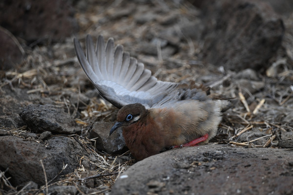 Galapagos Dove - ML645893289