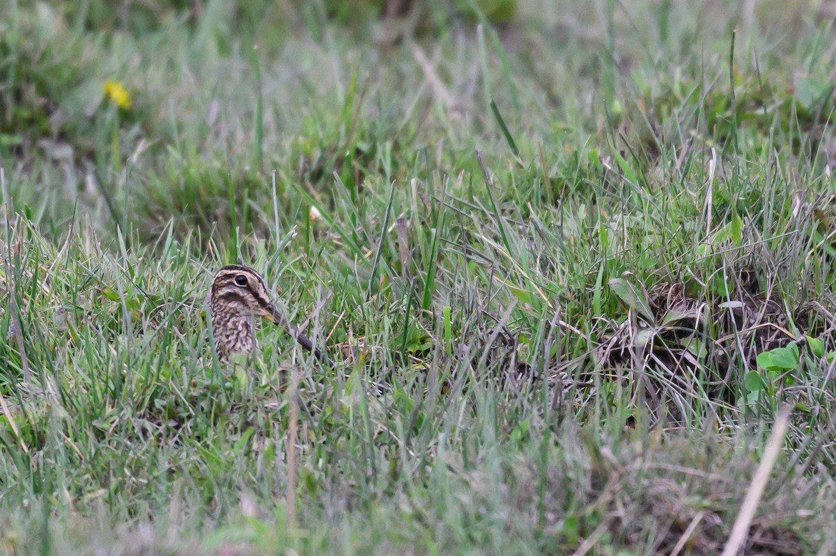 Pantanal Snipe - ML645893291