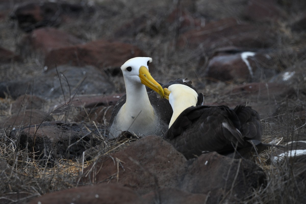 albatros galapážský - ML645893292