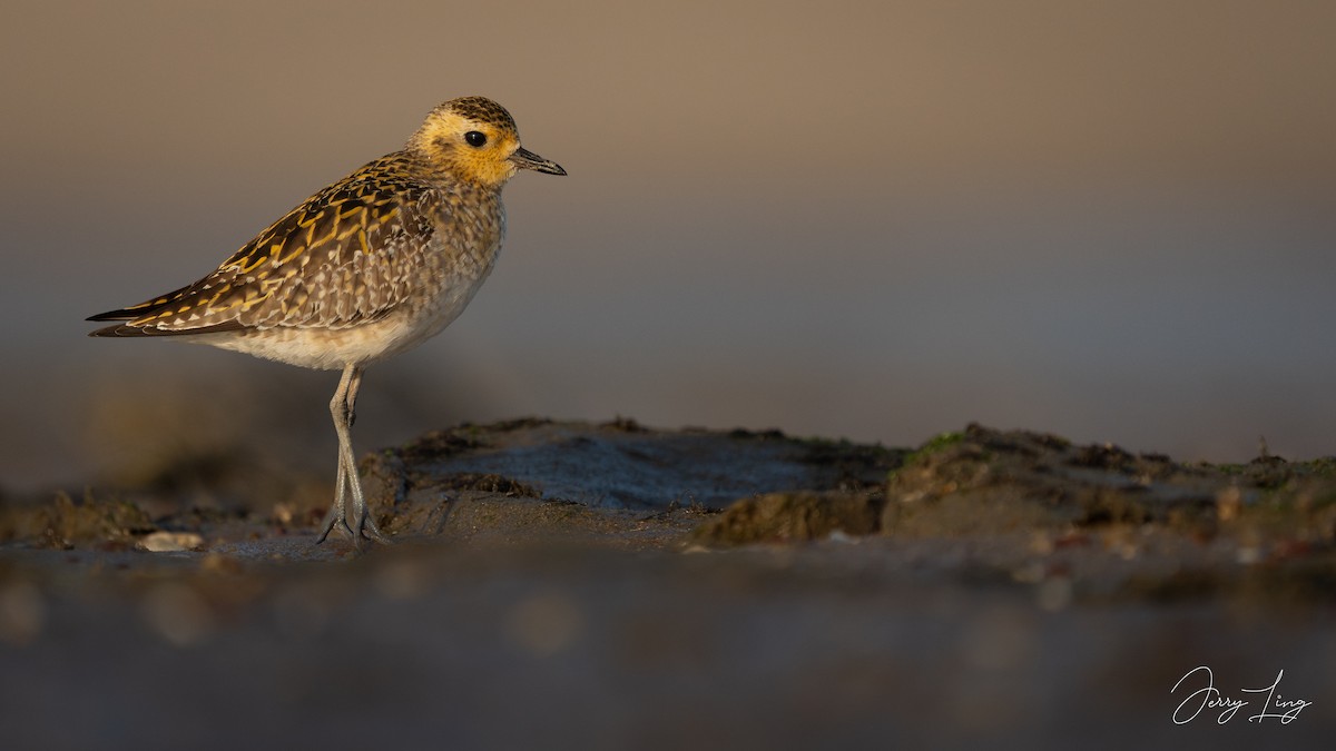 ムナグロ - ML645893304