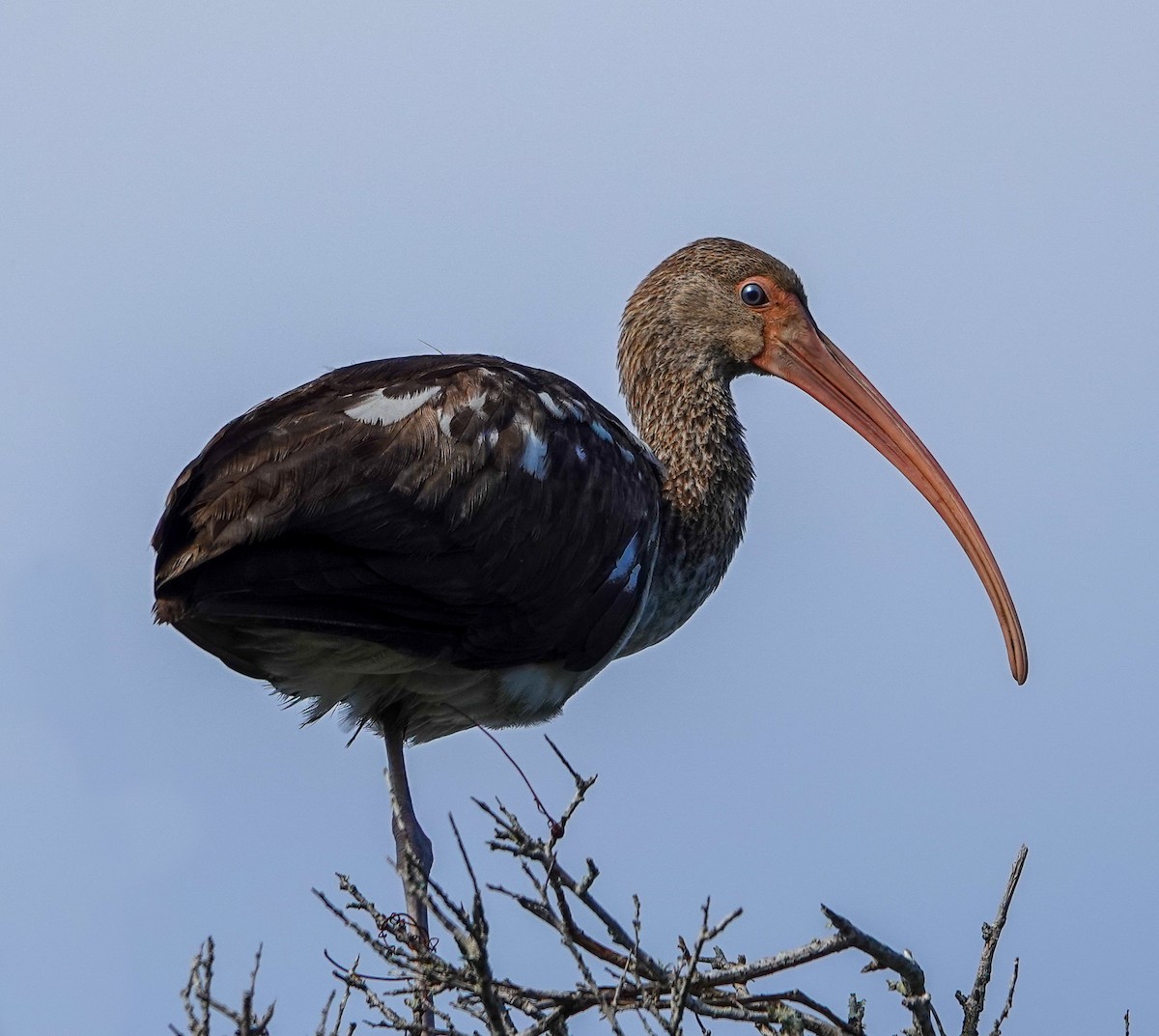 White Ibis - ML645893306