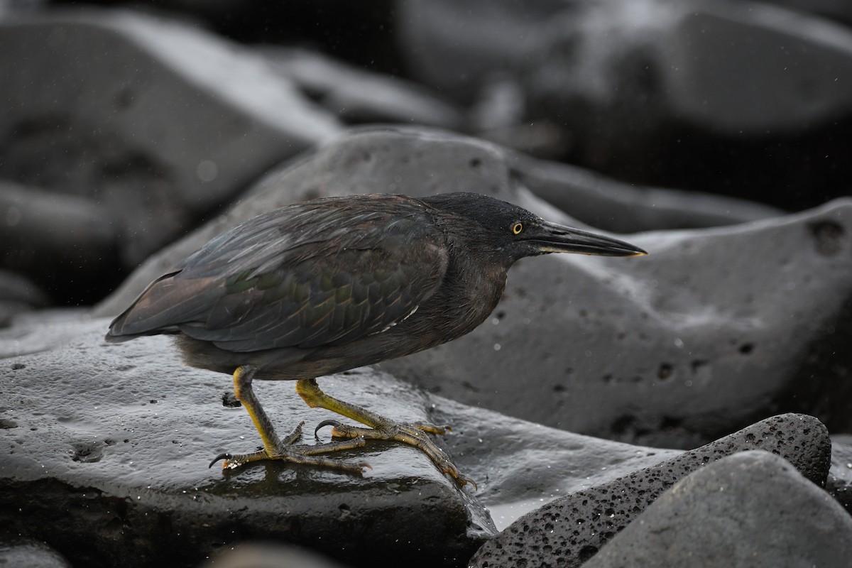 Lava Heron - ML645893307