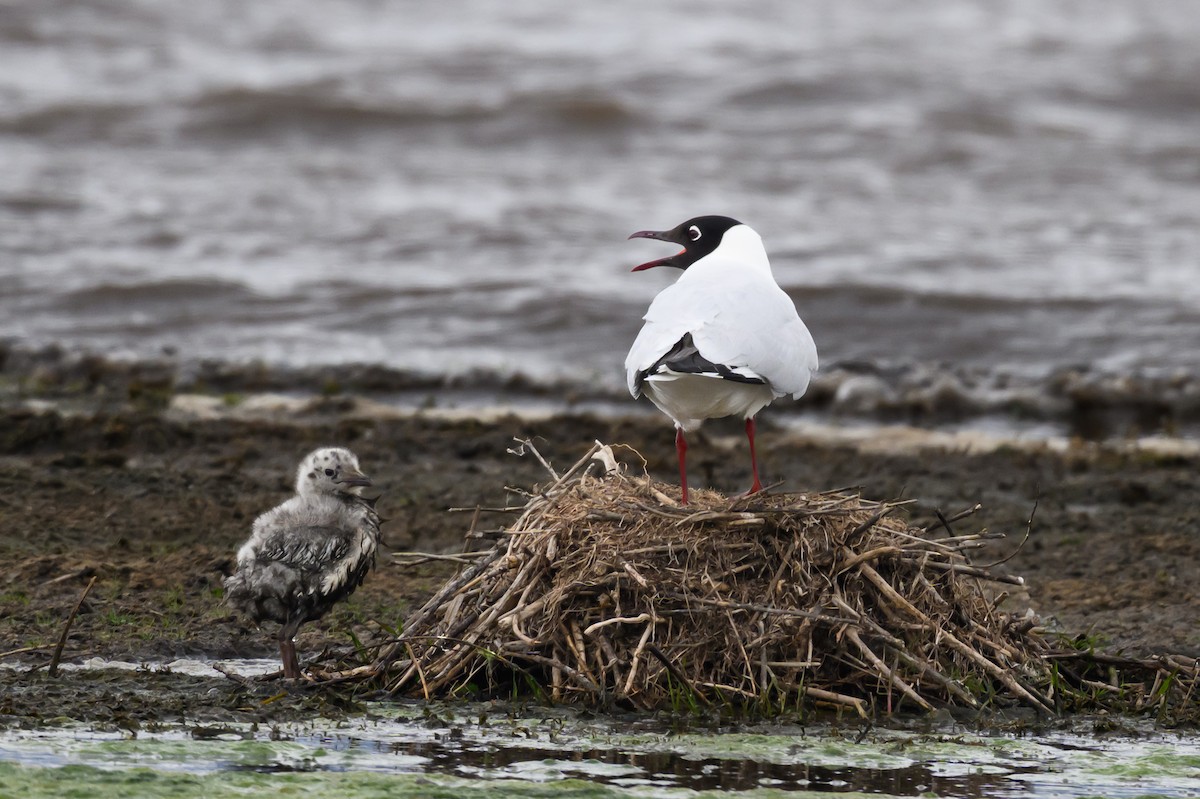 Mouette des Andes - ML645893311