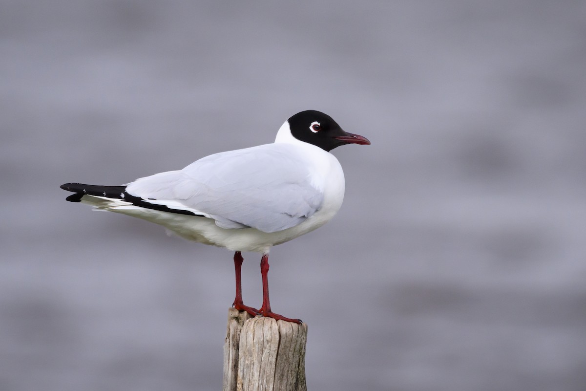 racek andský - ML645893312