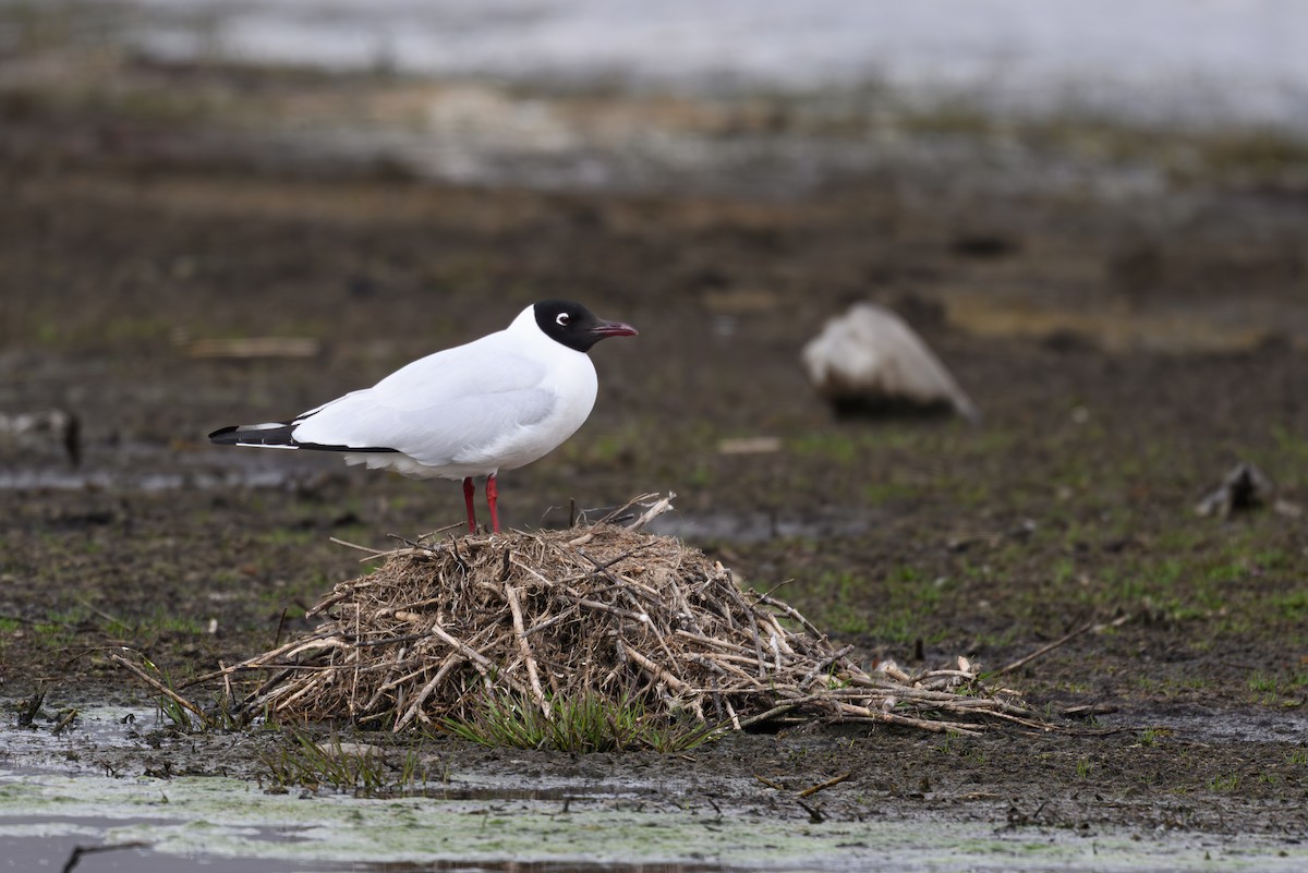 racek andský - ML645893313