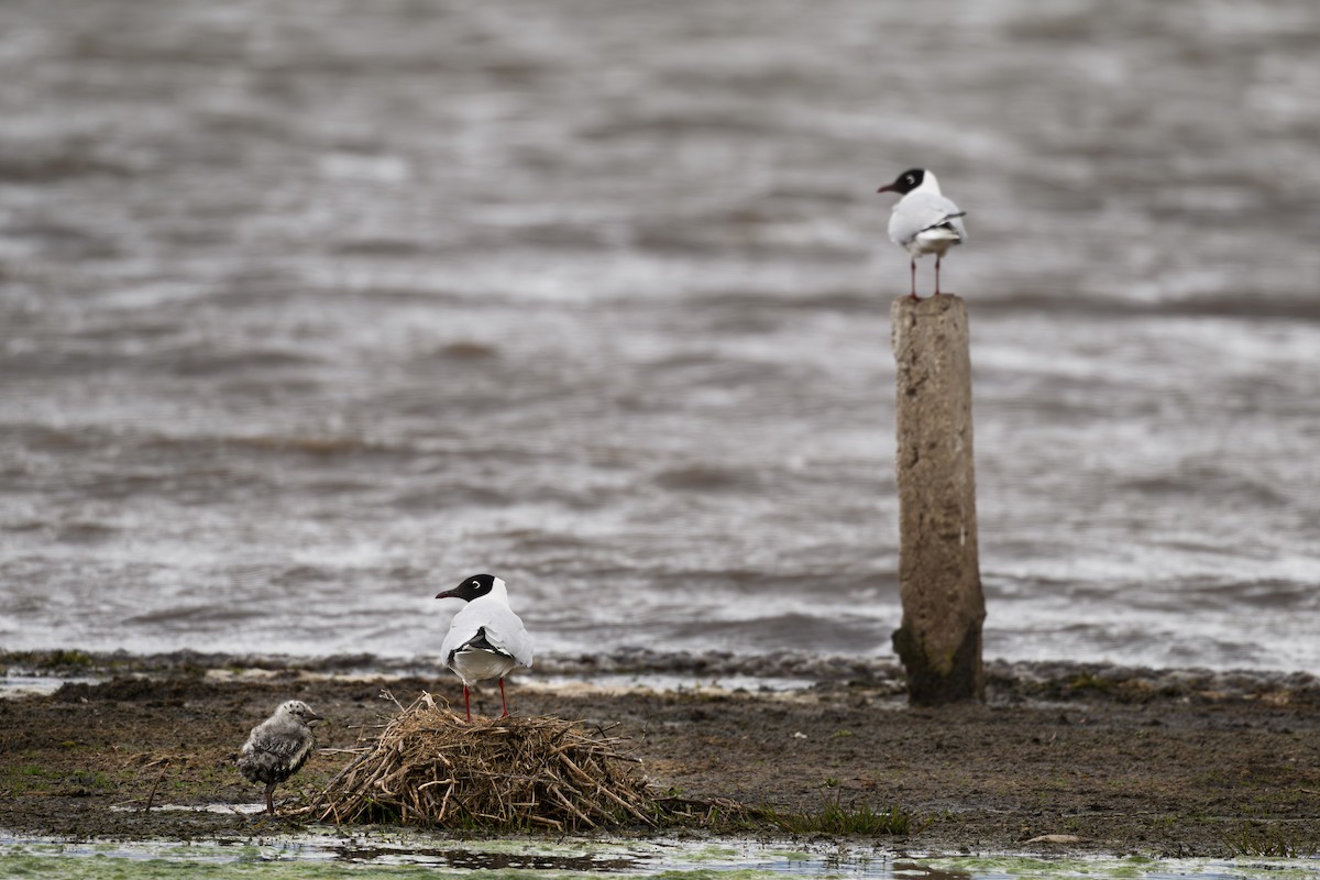 racek andský - ML645893314