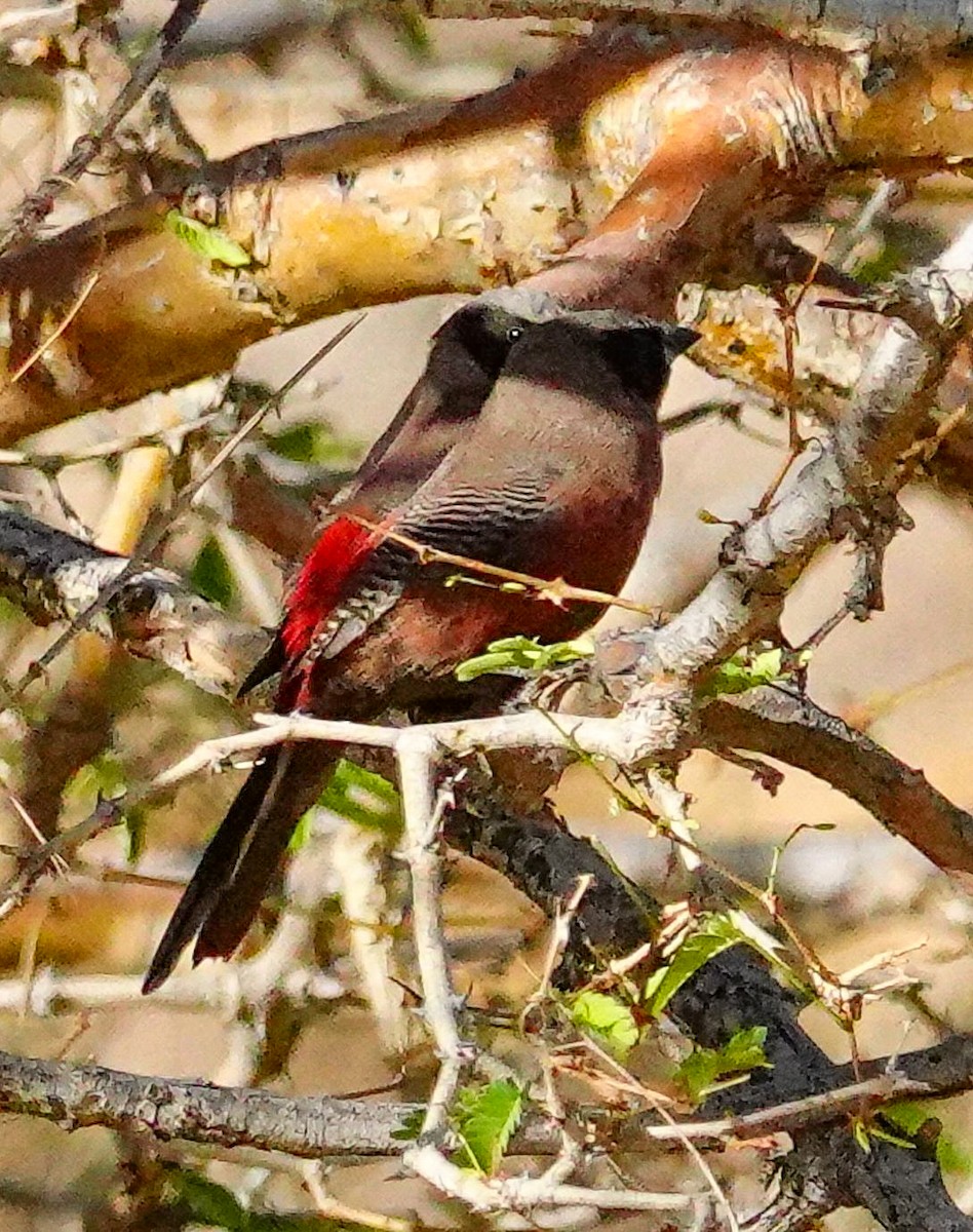 Black-faced Waxbill - ML645893317